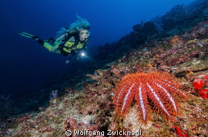 Crown-of-thorns starfish @ the andaman islands. by Wolfgang Zwicknagl 